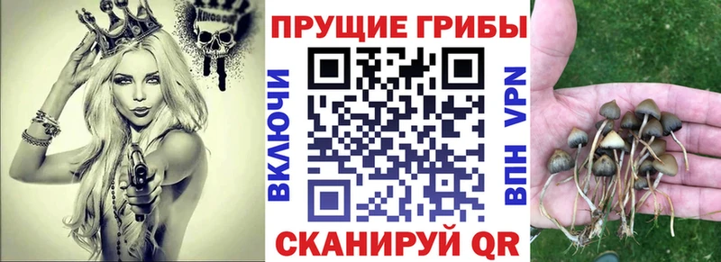 Псилоцибиновые грибы Cubensis  Спас-Деменск 